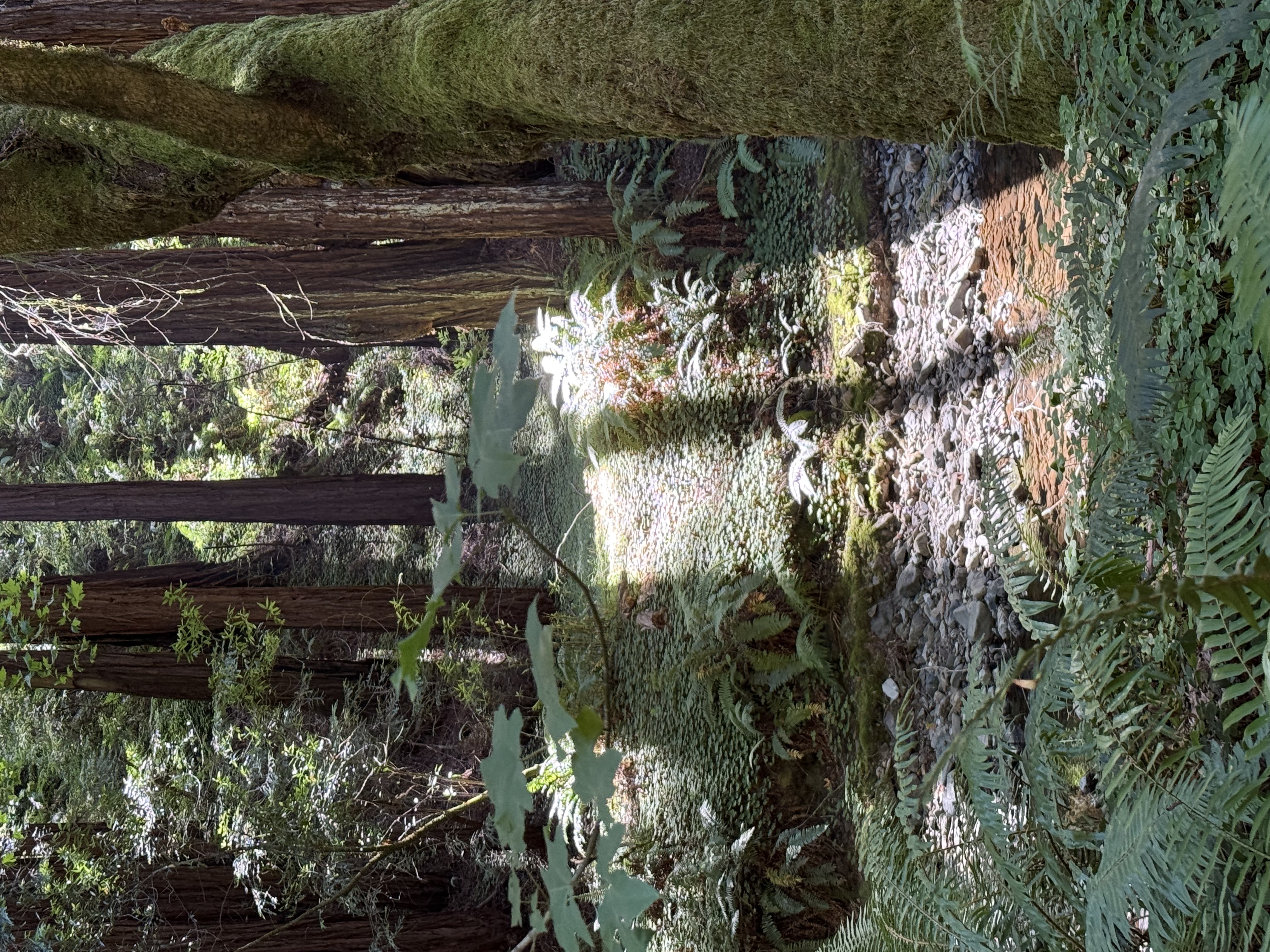 Sunlight breaking through redwood trunks onto a creek bed, framing a luminous threshold in the forest